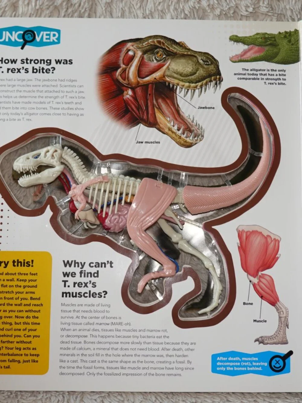 Uncover a T.Rex Hardcover 3D Book and Model